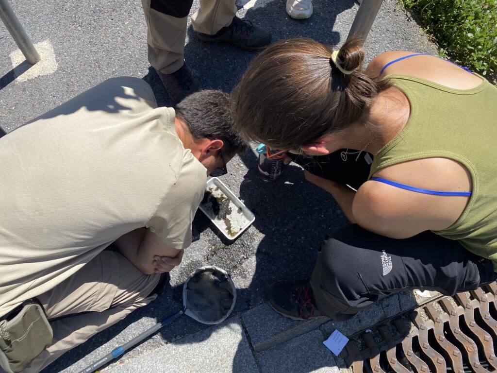 Investigadores analizando muestras en el estudio del mosquito tigre en Andorra.