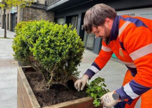 Trabajador plantando geranios en una jardinera en La Massana