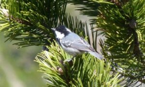 Pájaro posado en una rama de pino en Les Pardines