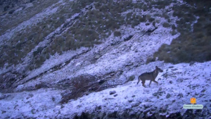 Lobo caminando en la nieve en Andorra
