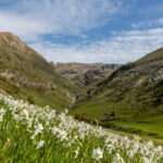 Vista de un valle en Andorra con flores blancas y montañas al fondo.