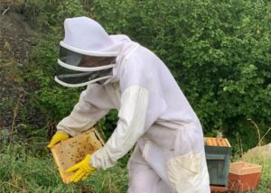 Persona con traje de apicultor manipulando un panal de abejas.