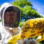Persona observando un panal de abejas durante una actividad de apicultura