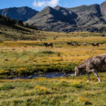 Vacas pastando en un prado de montaña en Andorra