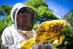 Persona observando un panal de abejas durante una visita guiada en Santa Coloma